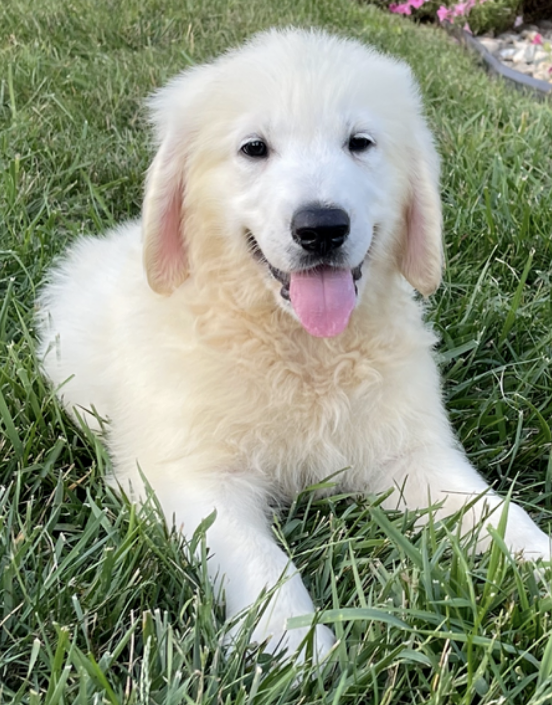 comprar cachorros sanos, baratos y asequibles para la venta